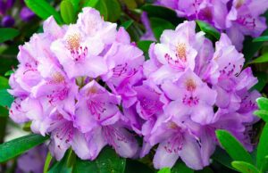 rododendron