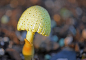 Leucocoprinus birnbaumii