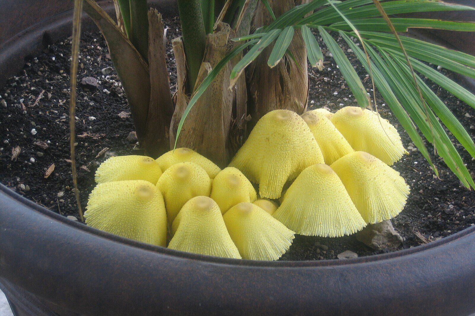 Leucocoprinus birnbaumii