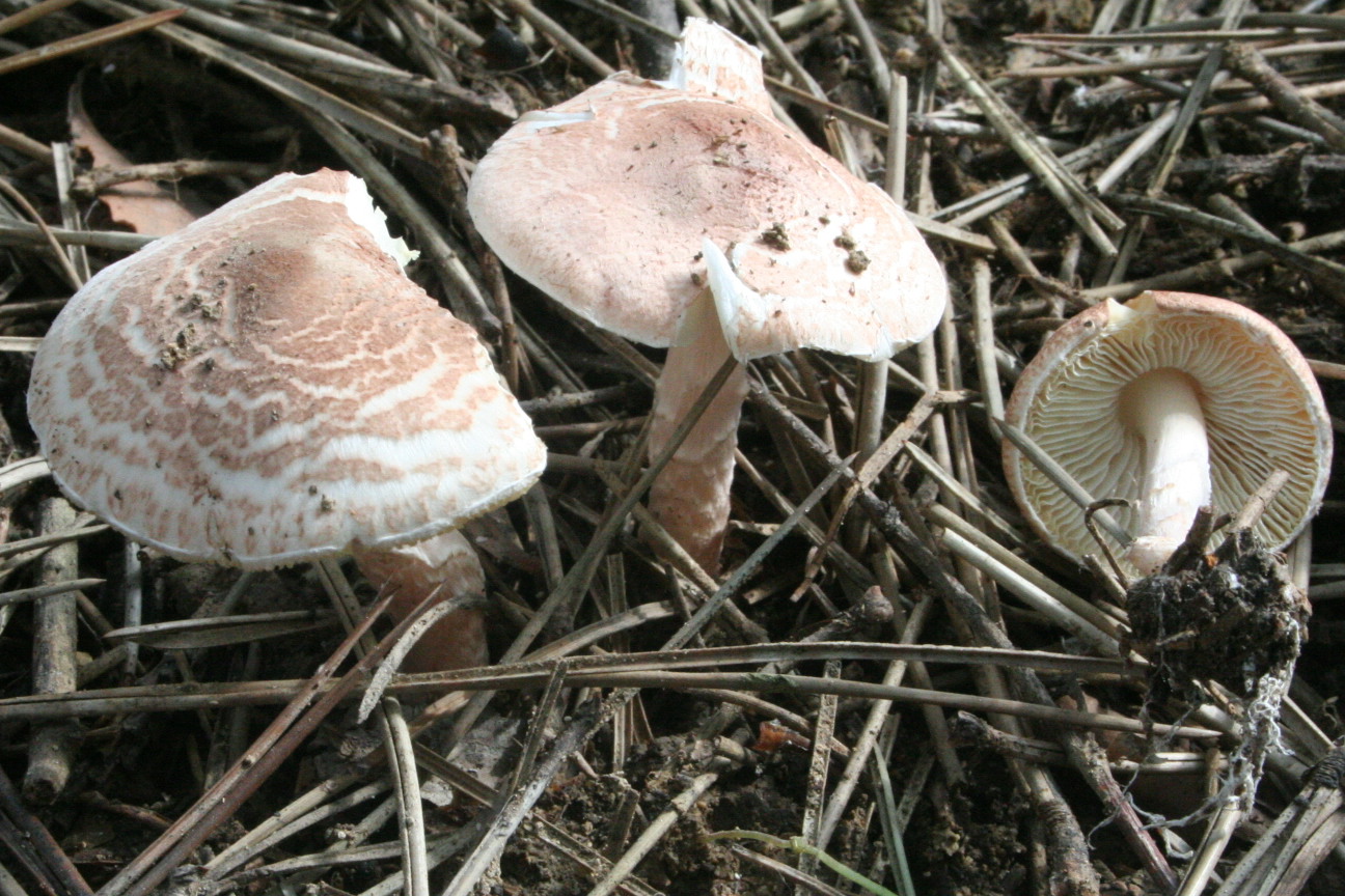 lepiota brunneoincarnata