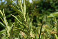 rozmarýn pěstování