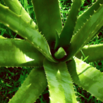 aloe vera